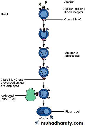 Immunology Pptx - د.ندى - Muhadharaty