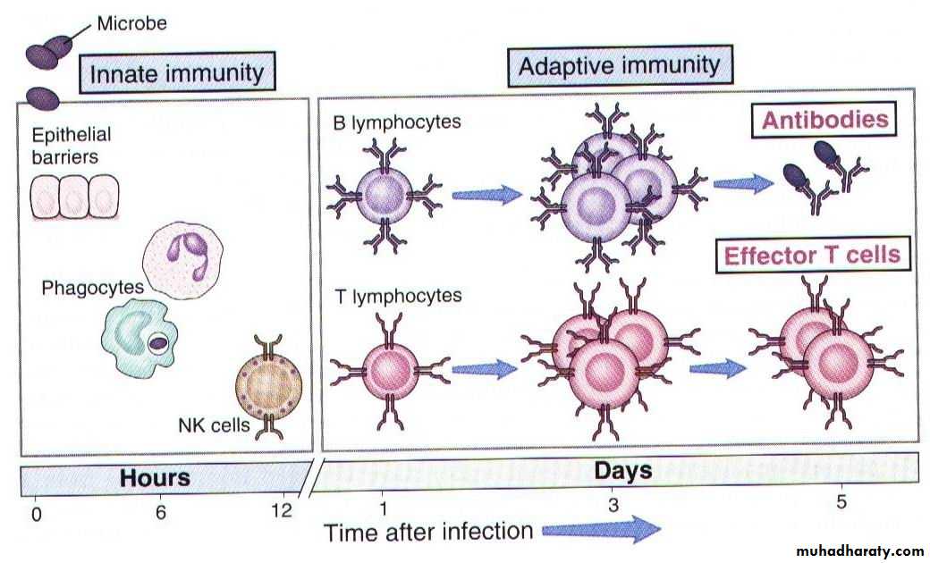 Immunology pptx - د.هدى ابراهيم - Muhadharaty