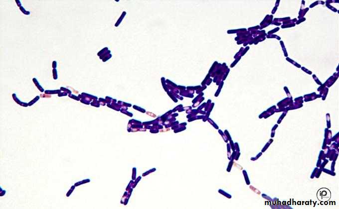 bacillus cereus gram stain