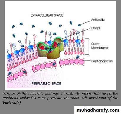 Antibiotic drugs pptx - د. جوناء - Muhadharaty