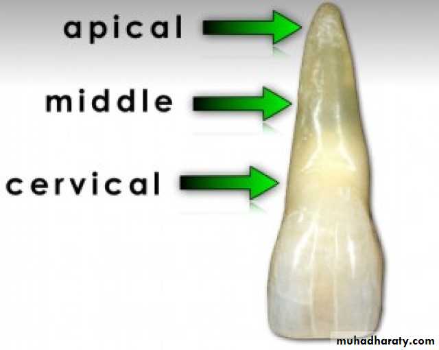 lec15-root-fracture-docx-muhadharaty