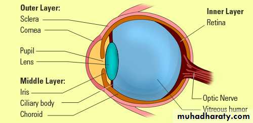 RED EYE pptx - د. رقية - Muhadharaty