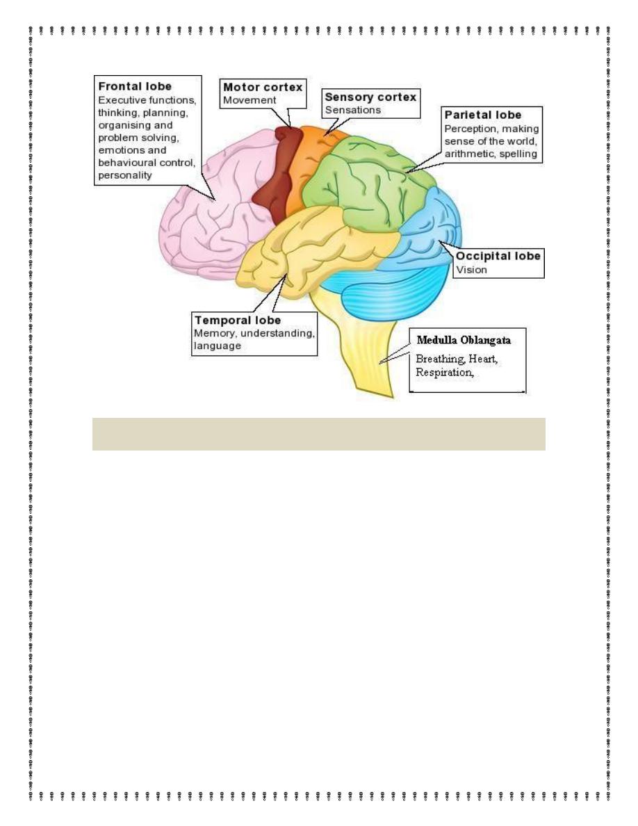 Neurophysiology Pdf - D. Noor - Muhadharaty