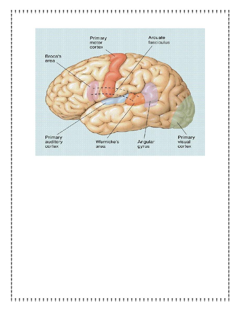 Neurophysiology Pdf D Noor Muhadharaty