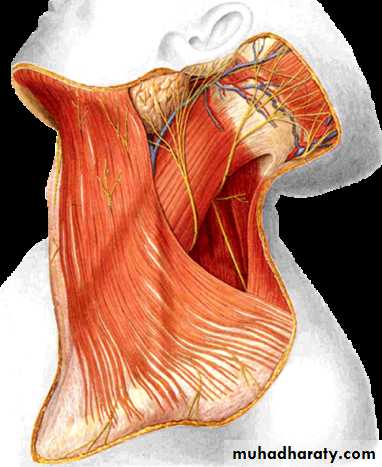 Anatomy of Neck docx - D. Muslim - Muhadharaty