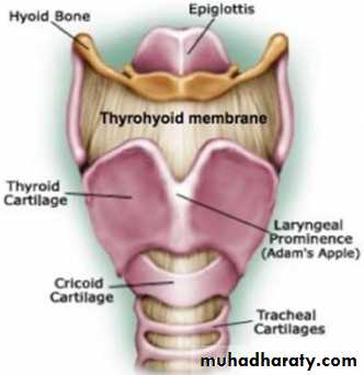 Anatomy of Neck docx - D. Muslim - Muhadharaty