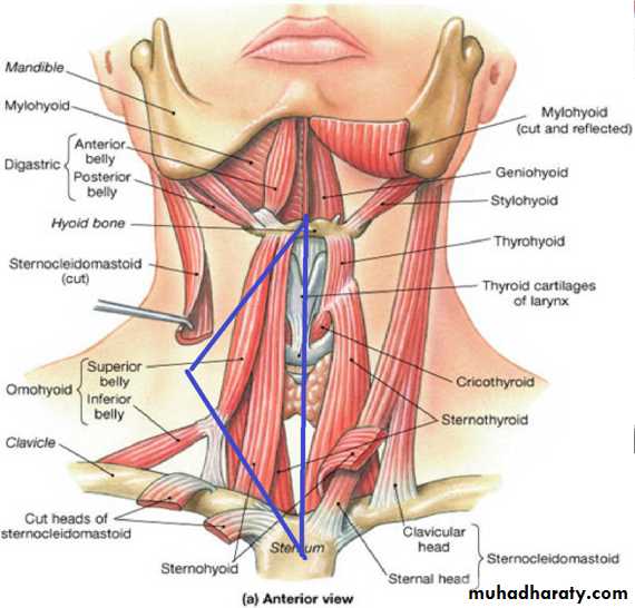 Anatomy of Neck docx - D. Muslim - Muhadharaty