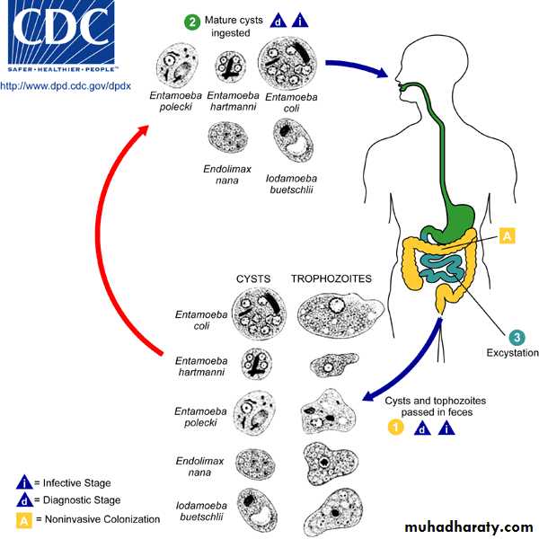 Entamoeba coli docx - D. Amal - Muhadharaty