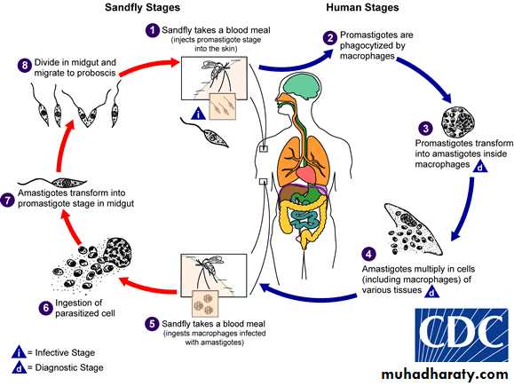 trichomonas hominis life cycle