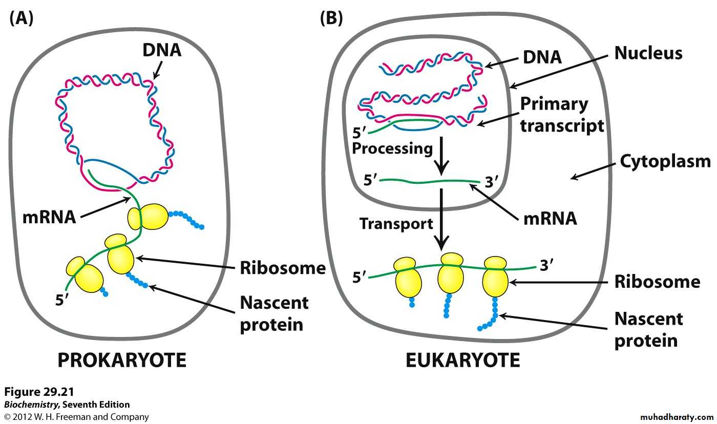 Обмен веществ у прокариот. Transcription in prokaryotes. Prokaryotic Gene structure. Transcription Regulation in eukaryotes and prokaryotes. Protein expression in prokaryotes and eukaryotes.