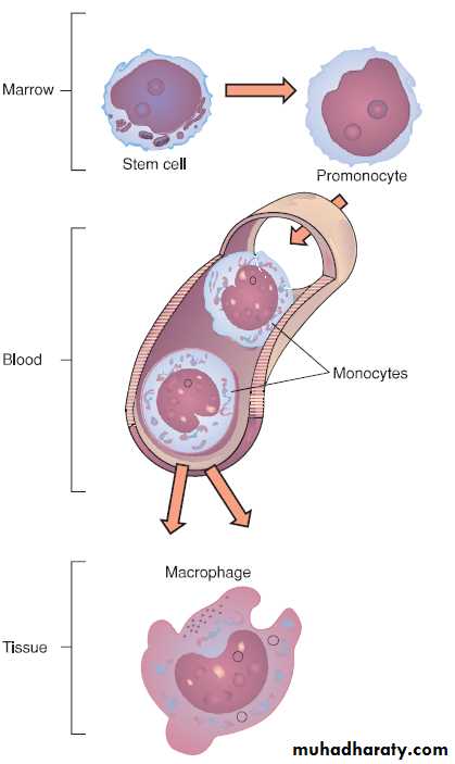 Immunology Pptx - D. Dhafer - Muhadharaty