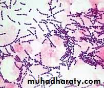 Streptococcus Species pptx - D. Haider - Muhadharaty