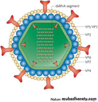 Picornaviruses pptx - D. Mohammed - Muhadharaty