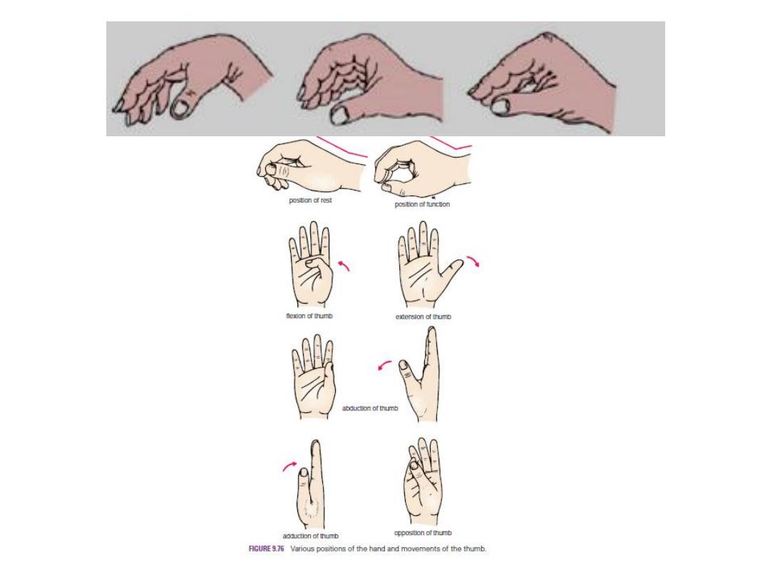 Anatomy of Forearm and Hand pdf - D. Jamal - Muhadharaty