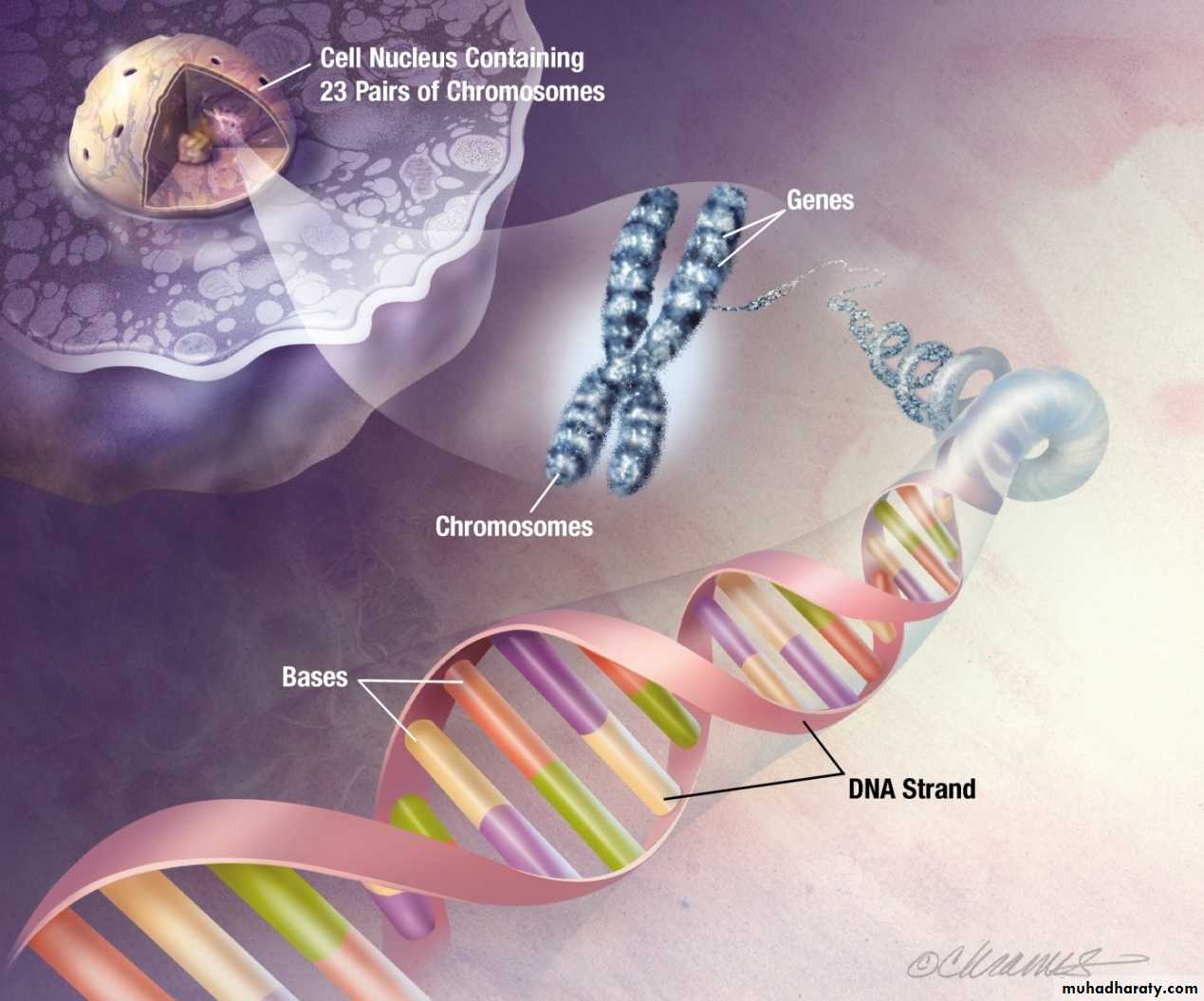 Nucleus pptx - D. Zainab - Muhadharaty