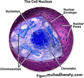 Nucleus Pptx D Zainab Muhadharaty