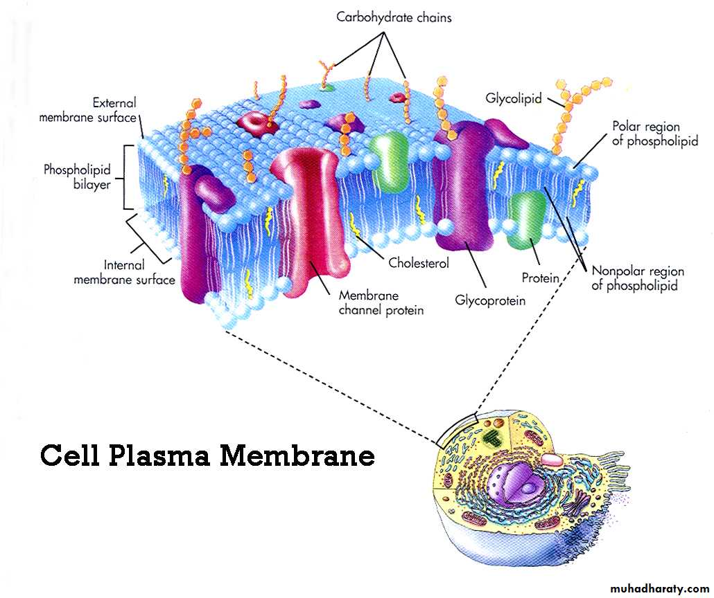 Plasma Membrane Pptx D Zainab Muhadharaty