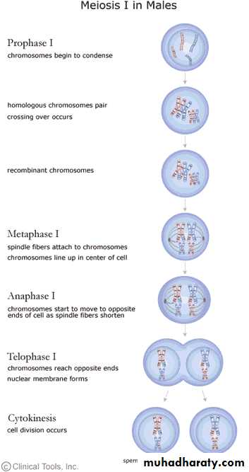 Meiosis - Reductive division pptx - D. Mohammed - Muhadharaty