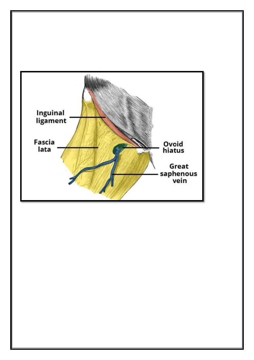 Muscles Of Lower Limb Pdf - D. Khalid - Muhadharaty