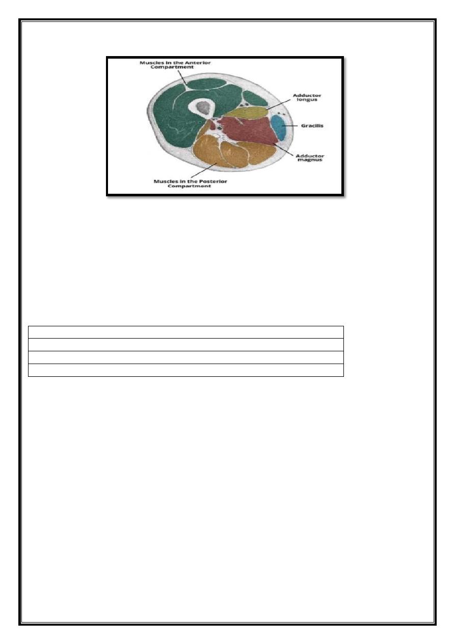 Muscles Of Lower Limb Pdf - D. Khalid - Muhadharaty