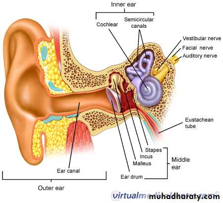 Anatomy and Physiology of Hearing pptx - D. Mushtaq - Muhadharaty