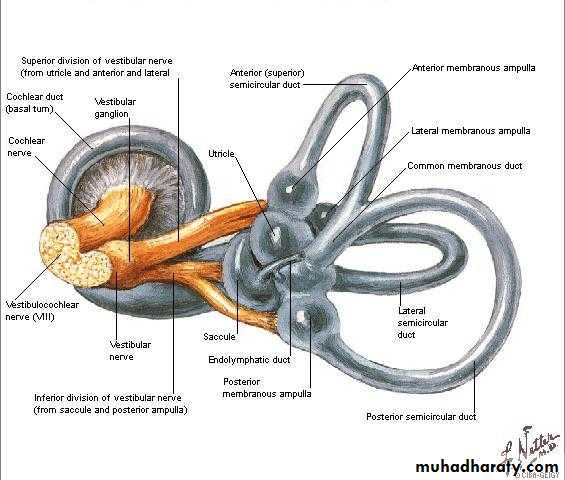 Anatomy and Physiology of Hearing pptx - D. Mushtaq - Muhadharaty