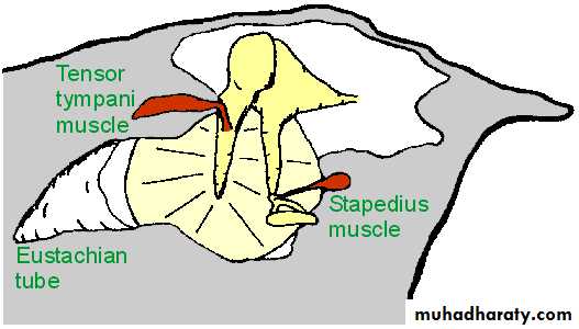 Anatomy and Physiology of Hearing pptx - D. Mushtaq - Muhadharaty
