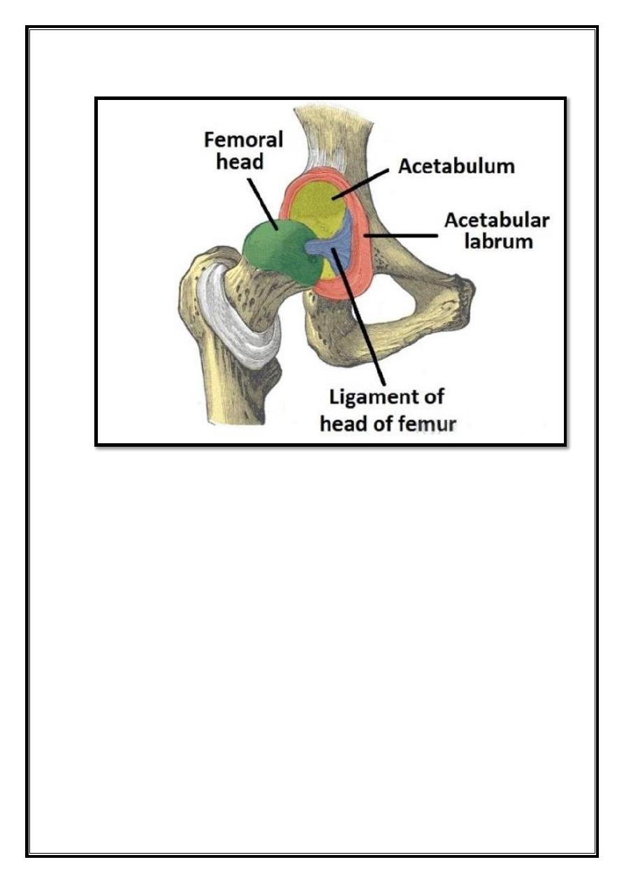 Joints Of Lower Limb Pdf - D. Khalid - Muhadharaty