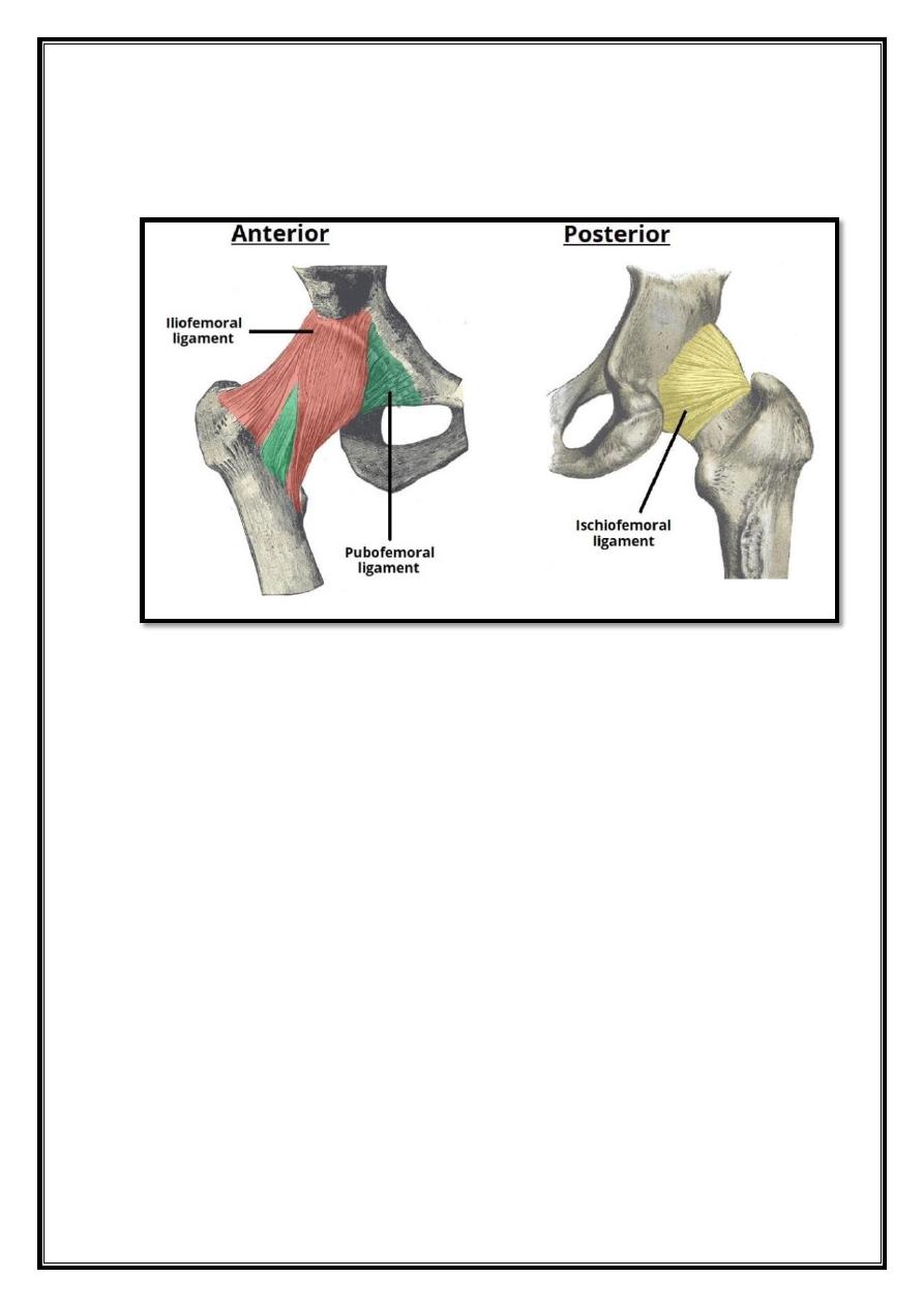 Joints Of Lower Limb Pdf - D. Khalid - Muhadharaty