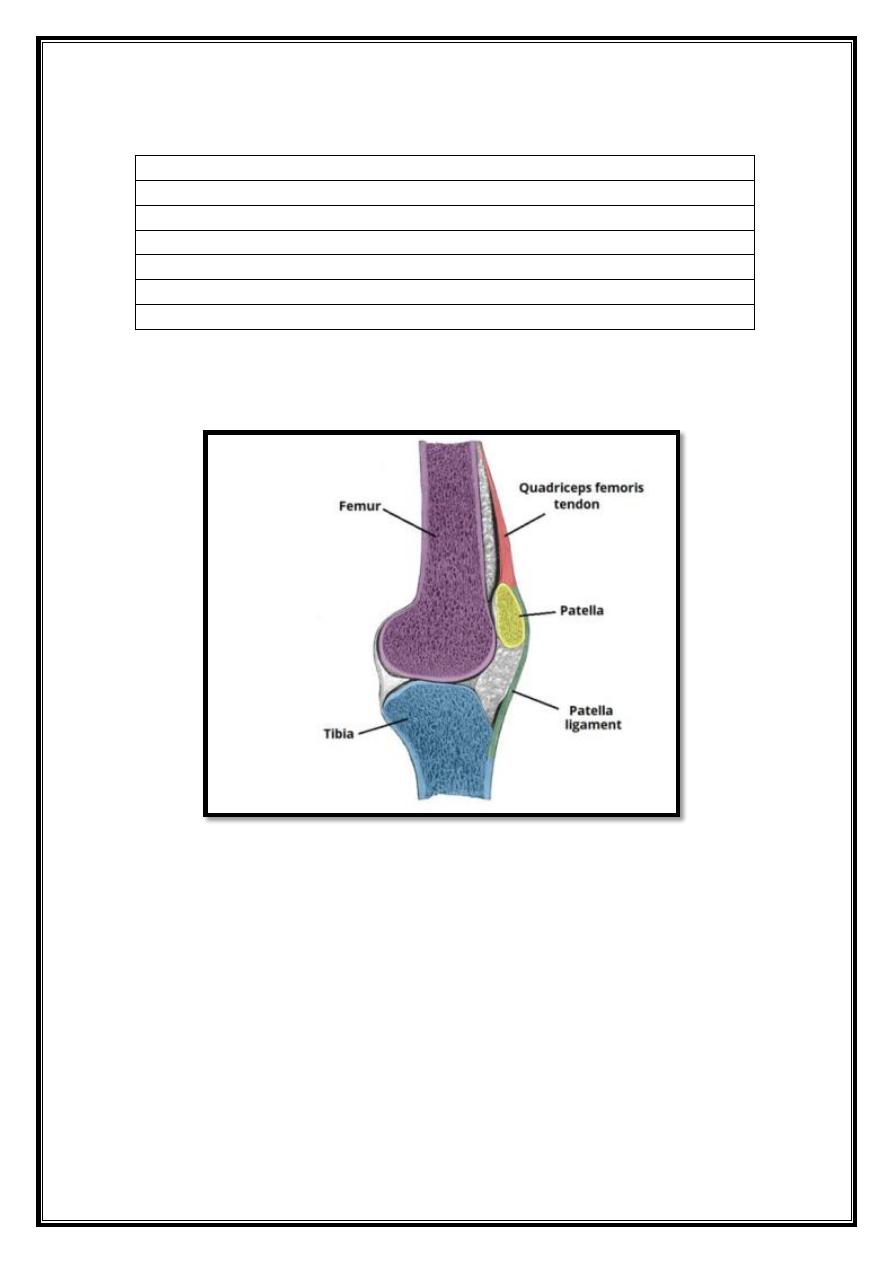 Joints Of Lower Limb Pdf - D. Khalid - Muhadharaty