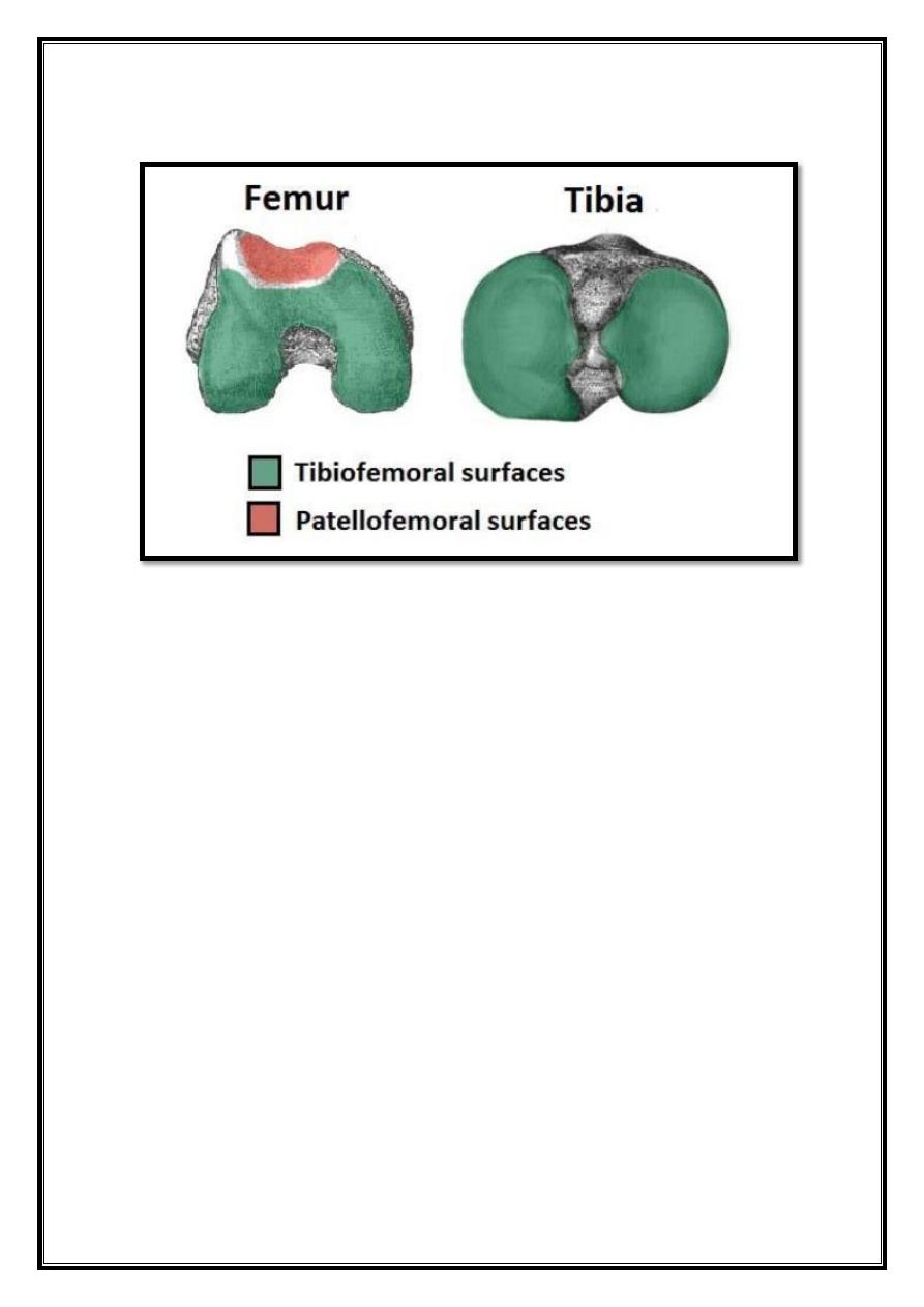 Joints Of Lower Limb Pdf - D. Khalid - Muhadharaty