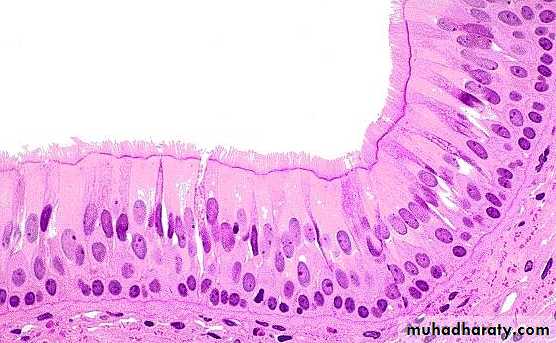 Stratified epithelium pptx - D. Talib - Muhadharaty