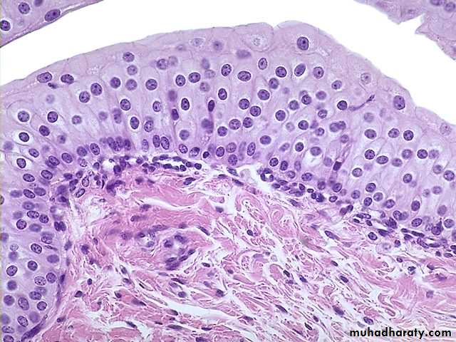 Stratified epithelium pptx - D. Talib - Muhadharaty