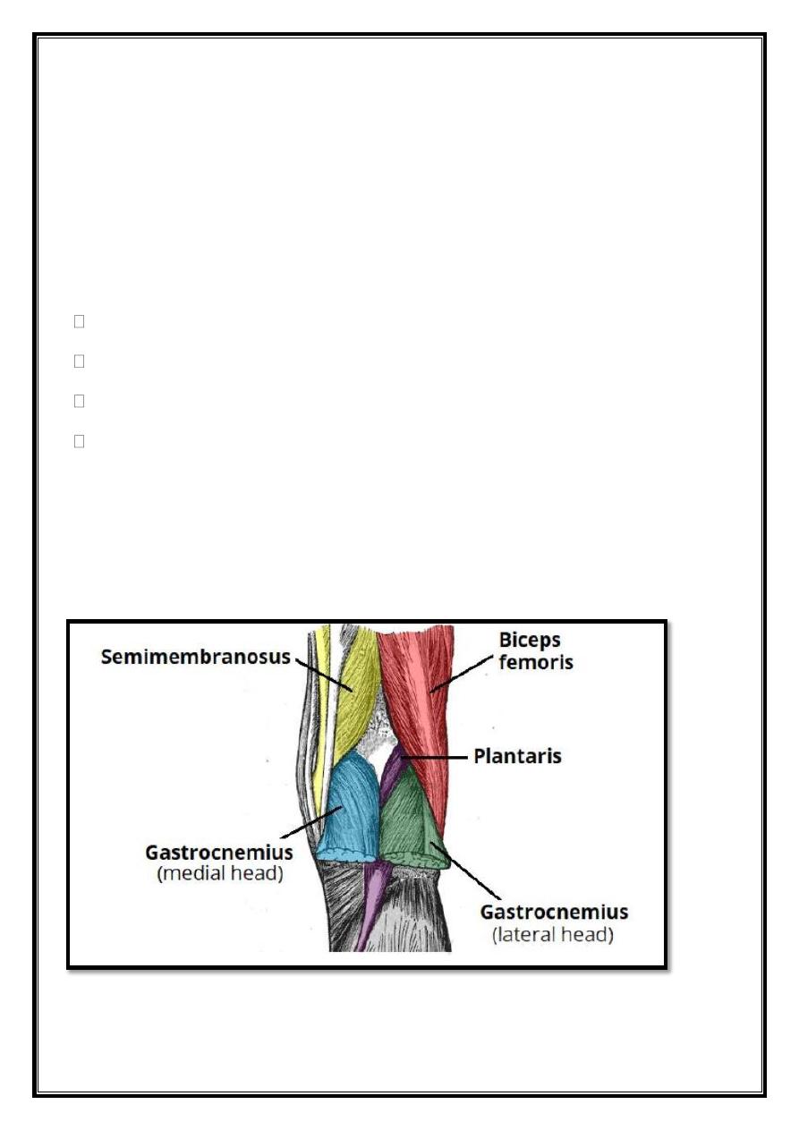 Areas Of Lower Limb Pdf - D. Khalid - Muhadharaty