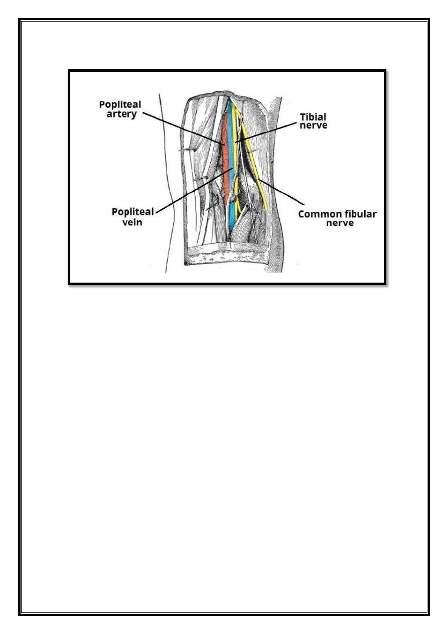 Areas Of Lower Limb Pdf - D. Khalid - Muhadharaty