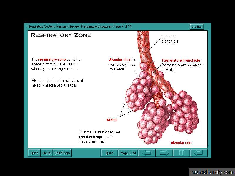 Respiratory Physiology pptx - D. Suroor - Muhadharaty