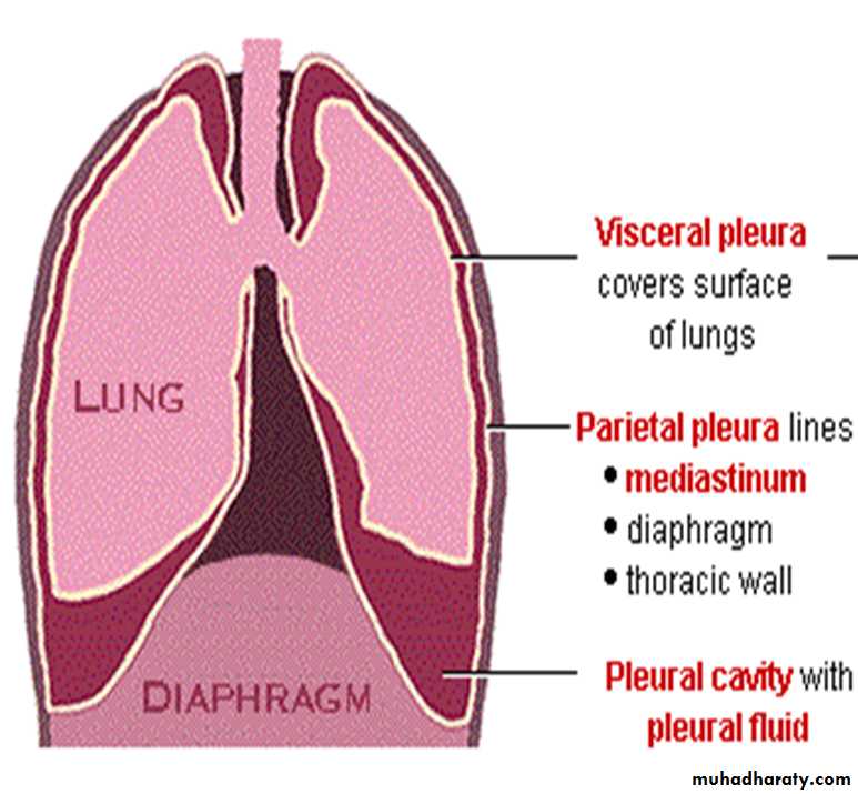 Respiratory Physiology pptx - D. Suroor - Muhadharaty