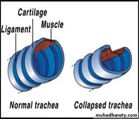 Respiratory Physiology pptx - D. Suroor - Muhadharaty