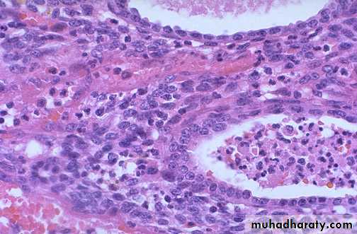 Female Genital Tract. Part 2 pptx - D. Lameia - Muhadharaty