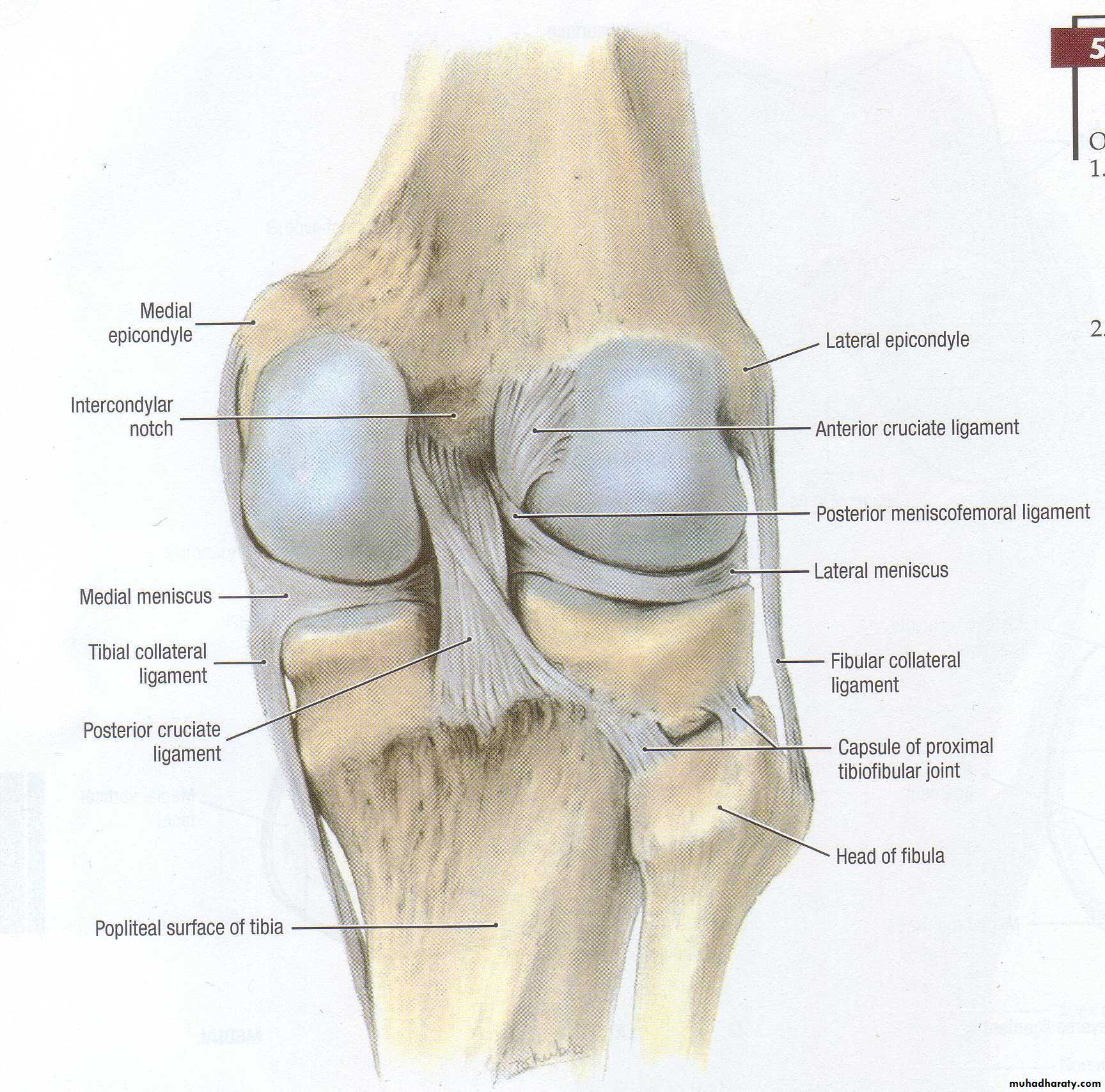 Knee disorders pptx - D. Wahby - Muhadharaty