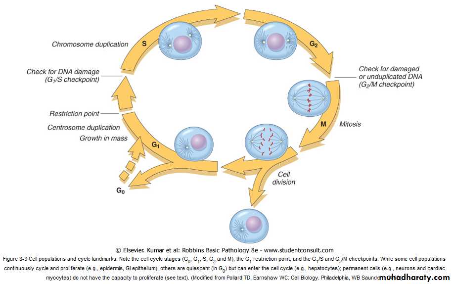 Tissue Repair Pptx - م.مازن عادل - Muhadharaty