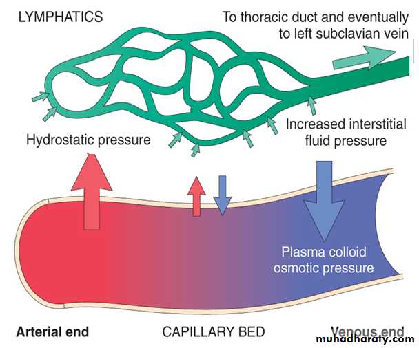 Hemodynamic disorder pptx - م.مازن عادل - Muhadharaty