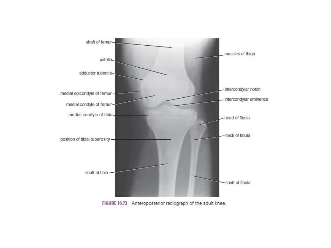 Anatomy Of Leg And Foot Pdf - D. Jamal - Muhadharaty