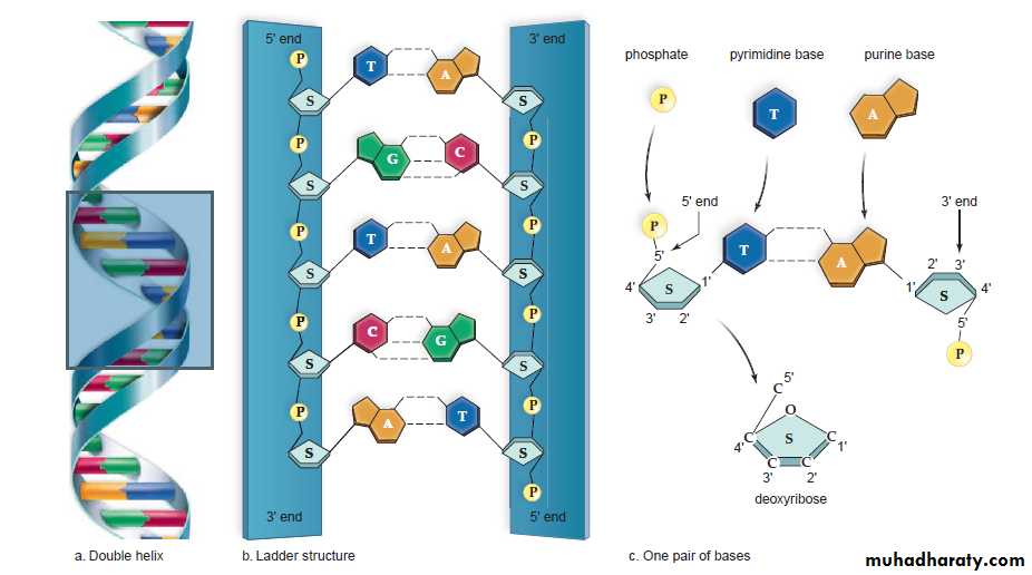 Deoxyribonucleic acid DNA docx - D. Dhafer - Muhadharaty