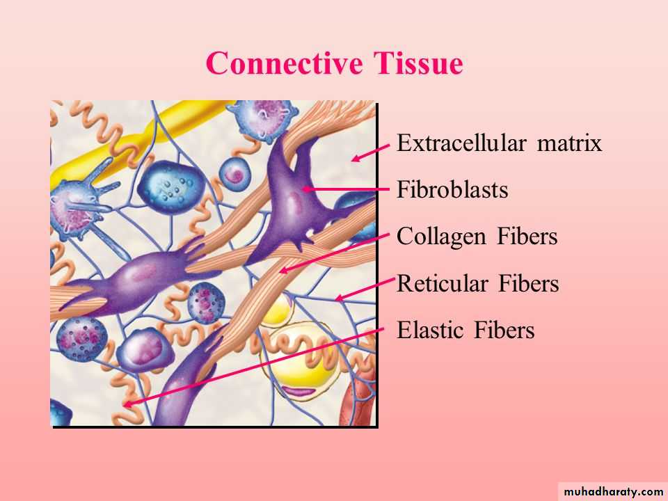 Types Of Connective Tissue What Is Connective Tissue - vrogue.co