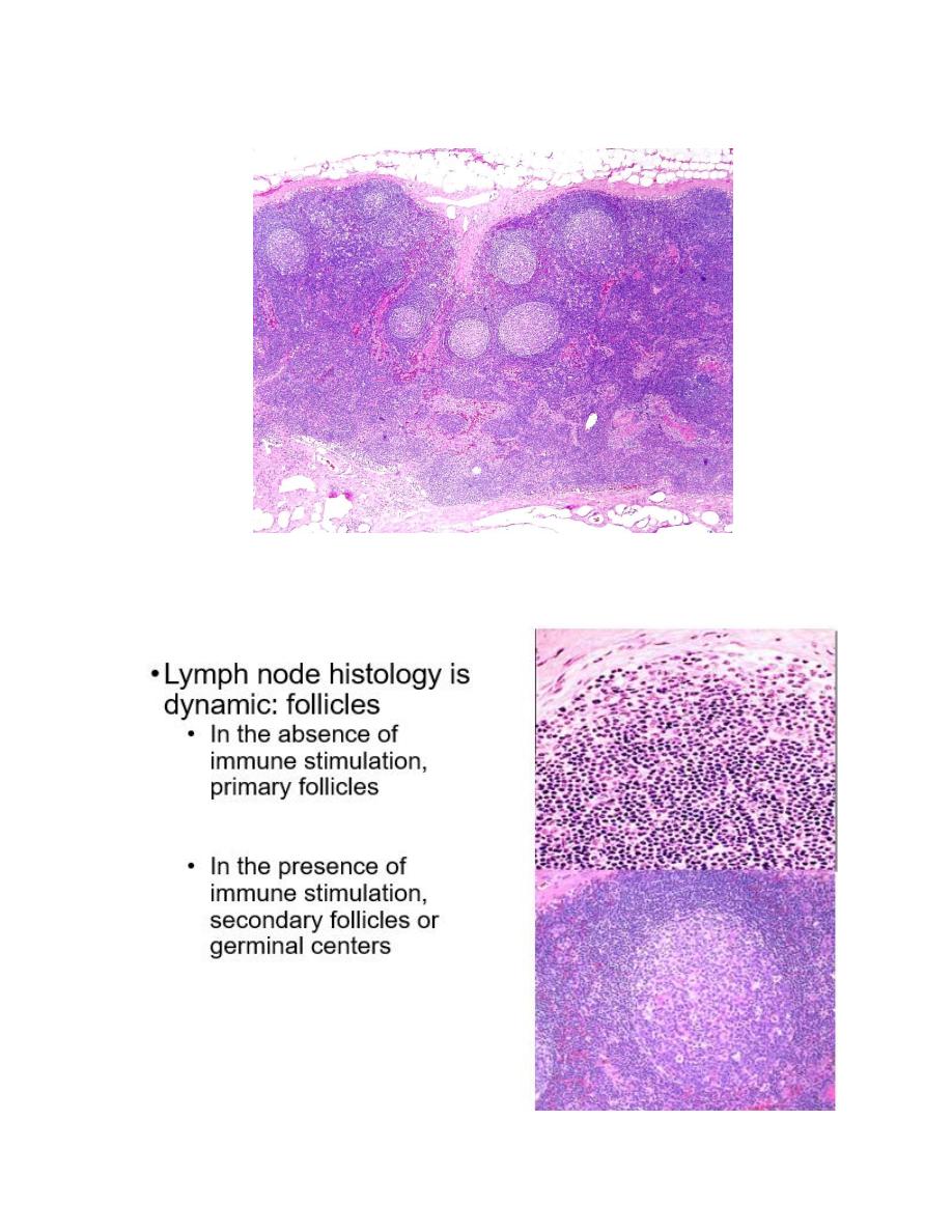 Pathology Of Lymph Nodes Pdf - D. Hameed - Muhadharaty