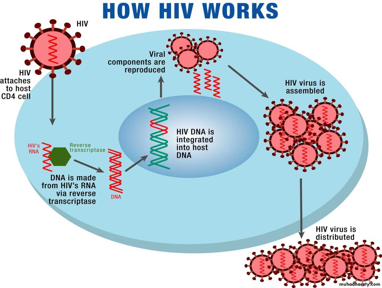 AIDS - HIV Pptx - D. Ghada - Muhadharaty