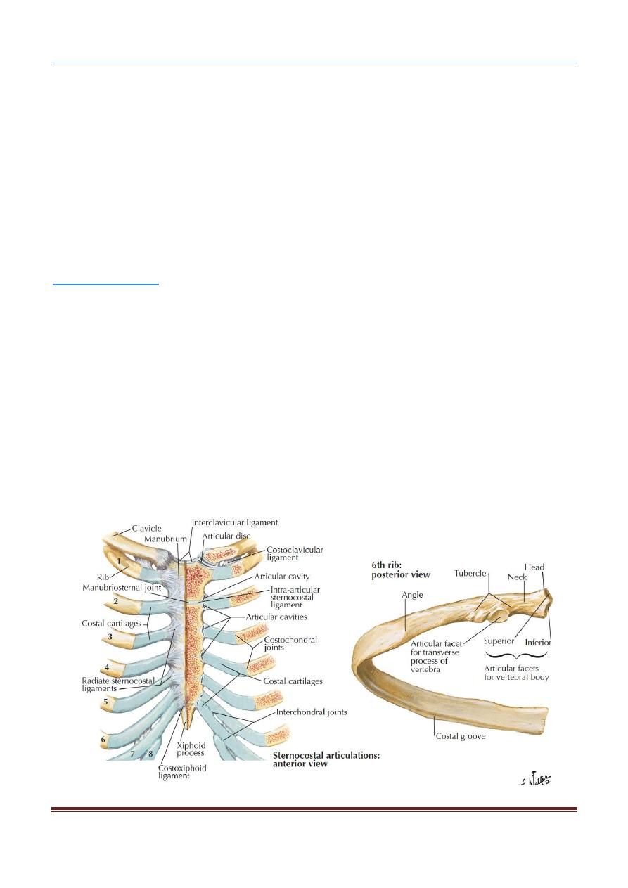 The Chest Anatomy Lec 01 Pdf D Ahmed Abd Alameer Muhadharaty