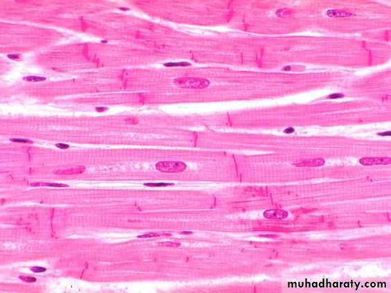 Muscle And Nerve Tissues Pptx D Talib Muhadharaty