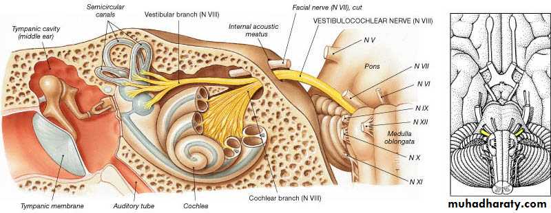 Muscle And Nerve Tissues Pptx D Talib Muhadharaty